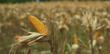 Mendorong Hilirisasi Jagung Untuk Produktivitas Petani Lokal